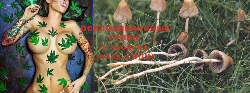 Галлюциногенные грибы Magic Shrooms  Красноуфимск 